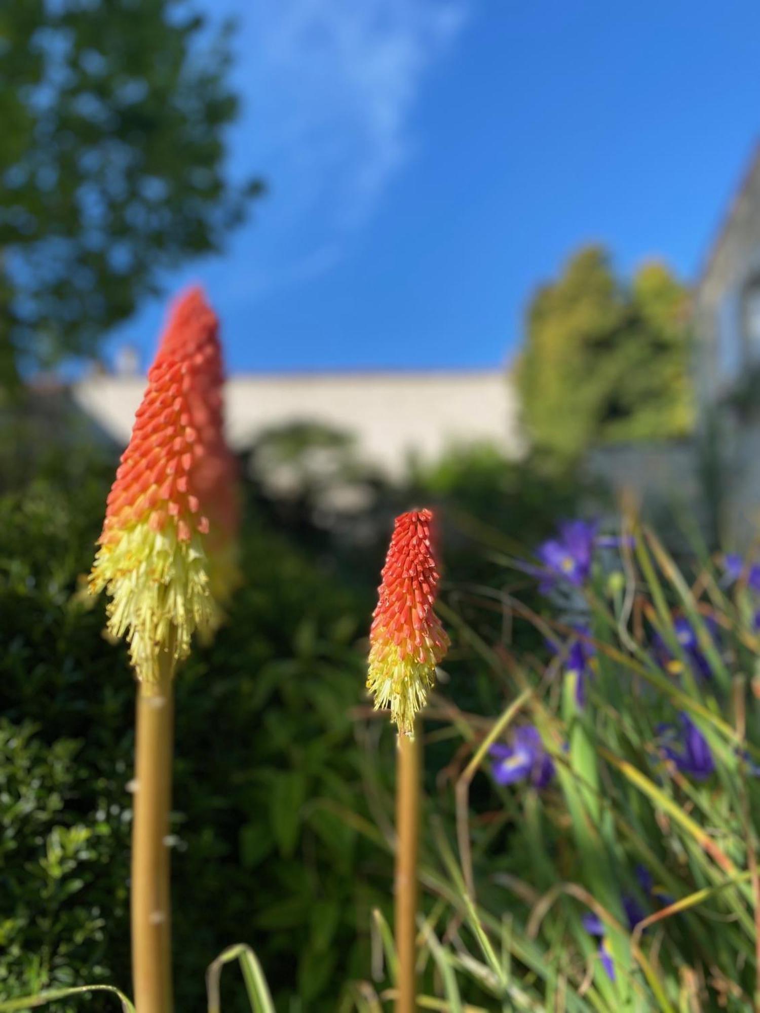 Aux Agapanthes, Chambres D'Hotes Charentaises De Charme Avec Piscine Aumagne Eksteriør billede